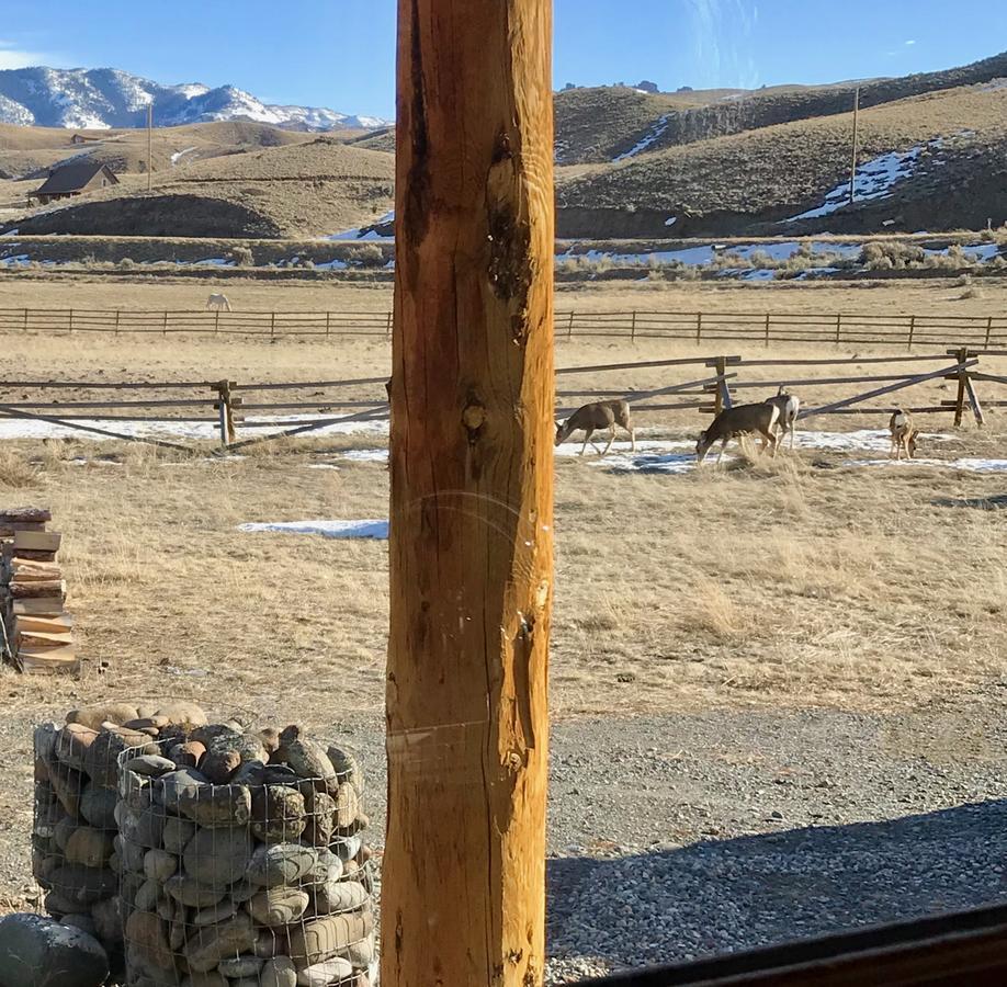 Yellowstone Cutthroat Guest Ranch Wapiti Exteriör bild